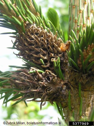 zelena smrekova uš ali zelena smrekova šiškarica (<i>Sacchiphantes viridis</i>) na <i>Picea</i> spp.