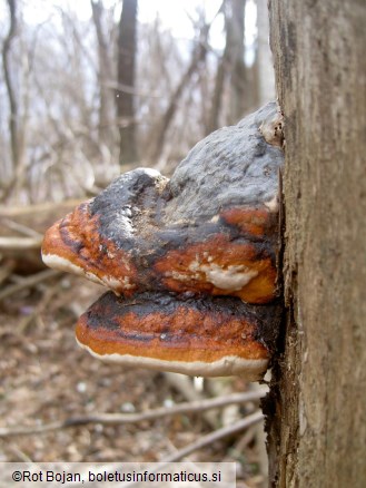 Fomitopsis pinicola