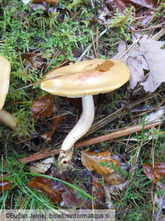 Tricholomopsis rutilans