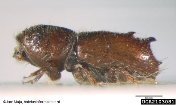 krivozobi borov lubadar (<i>Pityogenes bistridentatus</i>)