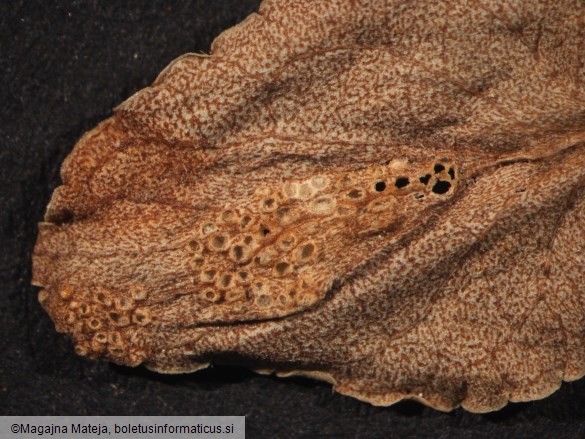 Aecidium violae 