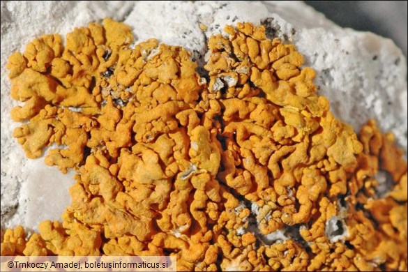 Xanthoria calcicola