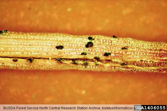 odmiranje smrekovih poganjkov (<i>Sirococcus conigenus</i>) na <i>Pinus</i> spp.