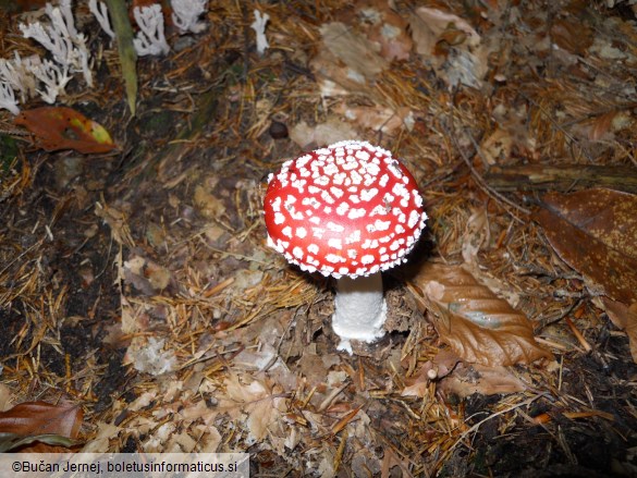 Amanita muscaria