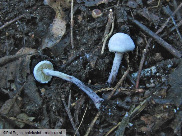 Cystolepiota bucknallii