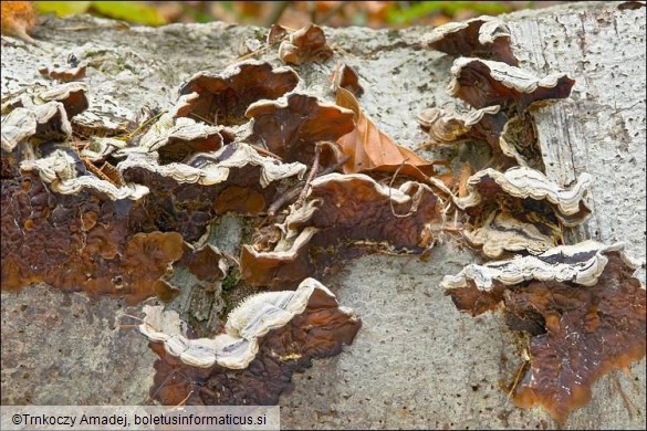 Auricularia mesenterica