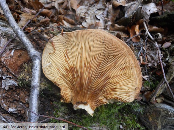 Paxillus atrotomentosus