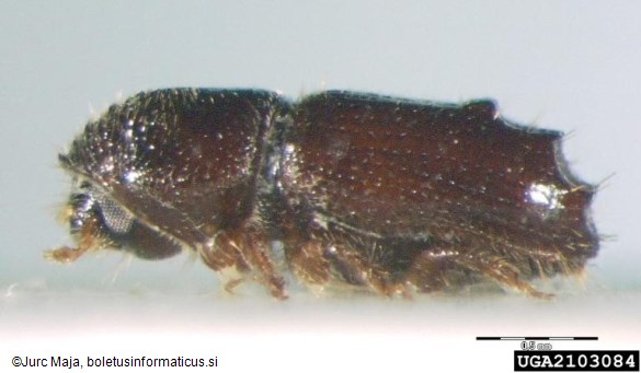 šesterozobi smrekov lubadar ali mali smrekov lubadar (<i>Pityogenes chalcographus</i>)