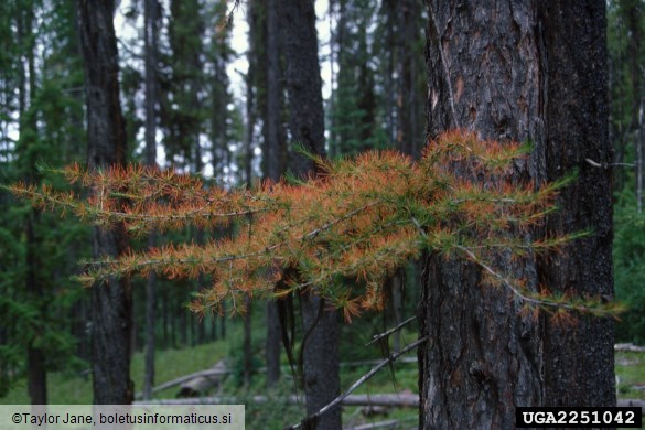 osip macesnovih iglic (<i>Meria laricis</i>) na <i>Larix occidentalis</i>