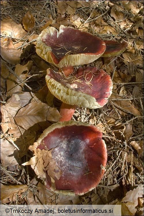 Russula queletii