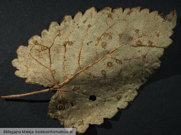 Puccinia salviae 