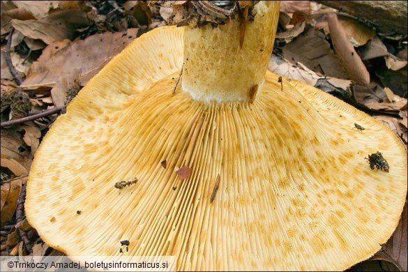 Lactarius scrobiculatus