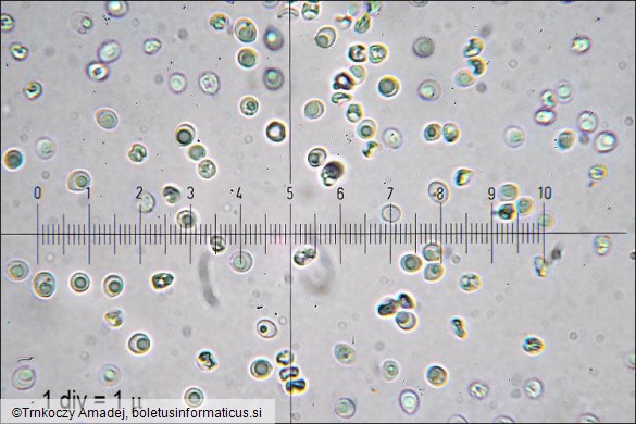 Steccherinum bourdotii