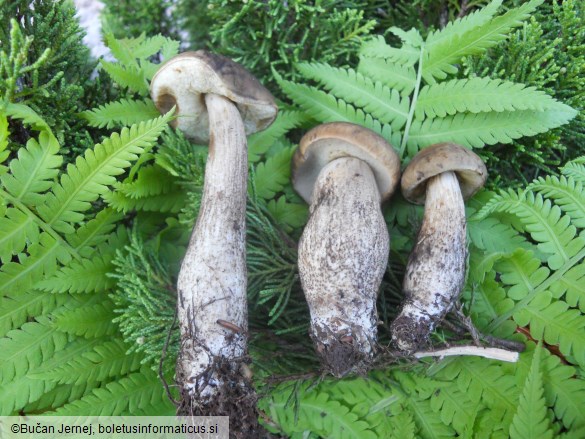 Leccinum carpini