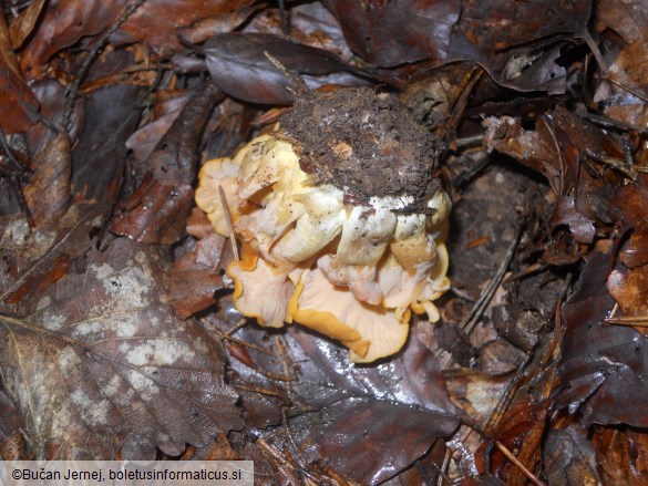 Cantharellus ianthinoxanthus