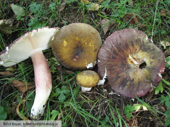 Russula violeipes