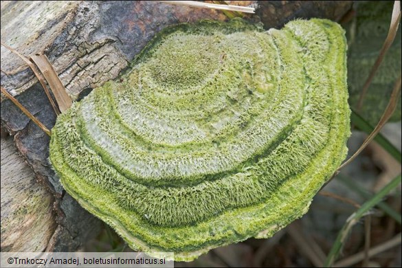 Trametes hirsuta