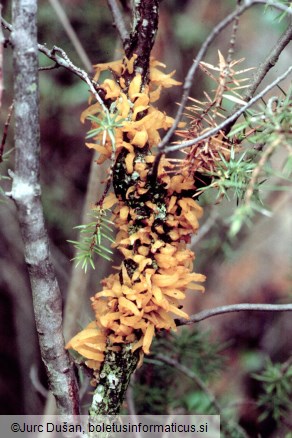 Gymnosporangium clavariiforme