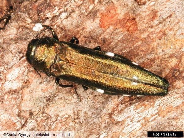 <i>Agrilus biguttatus</i>