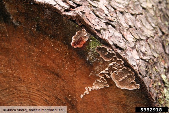 krvaveča krvoslojevka (<i>Haematostereum sanguinolentum</i>) na <i>Picea abies</i>