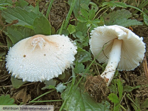 Lepiota alba