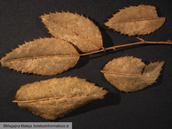 Phragmidium subcorticium