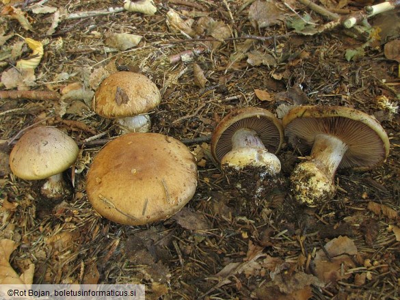 Cortinarius glaucopus var. olivaceus