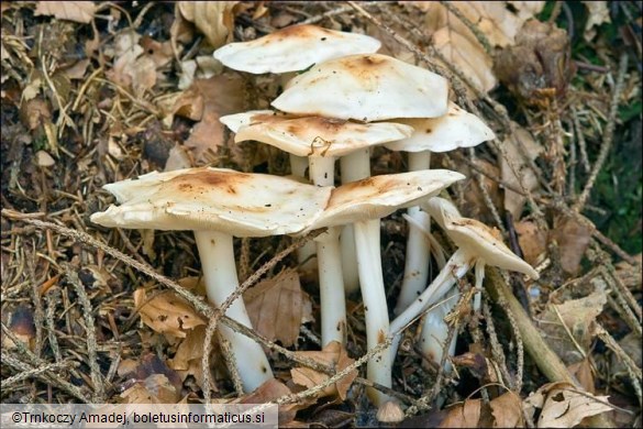 Rhodocollybia maculata