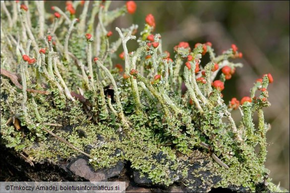 Cladonia macilenta