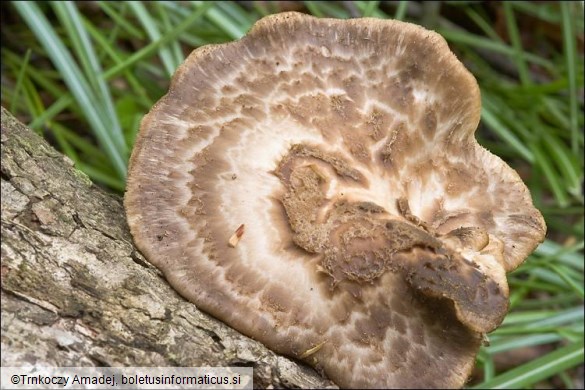 Polyporus squamosus