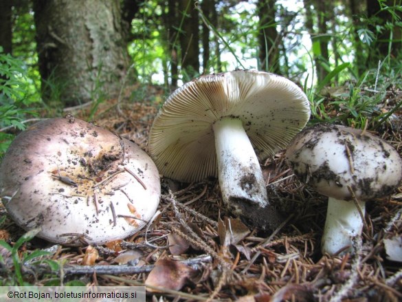 Russula medullata