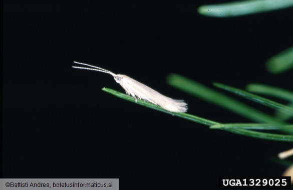 molj macesnovih iglic (<i>Coleophora laricella</i>) na <i>Larix decidua</i>