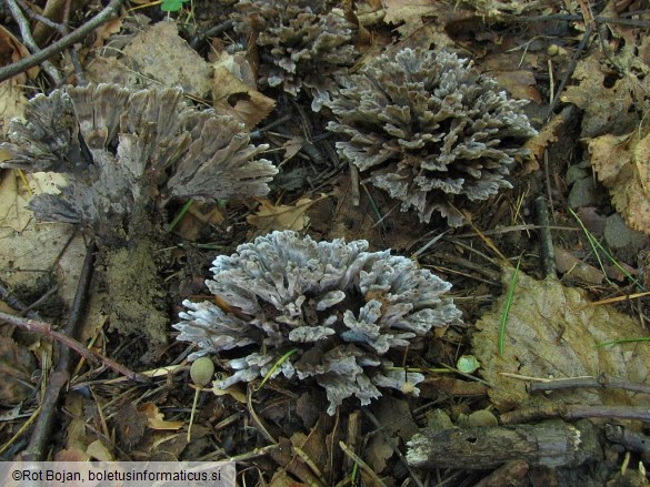 Thelephora anthocephala