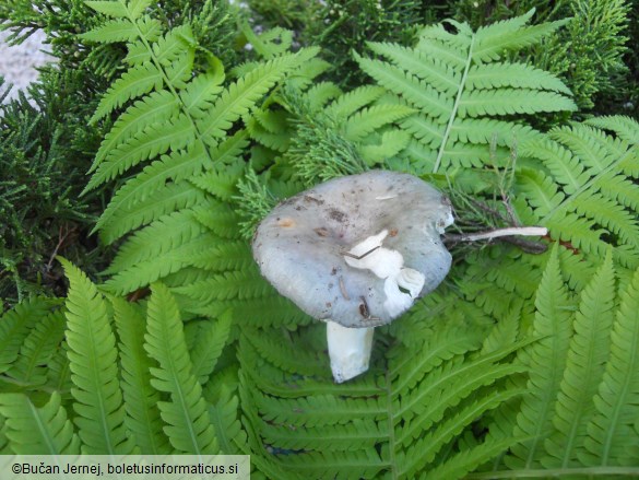 Russula cyanoxantha