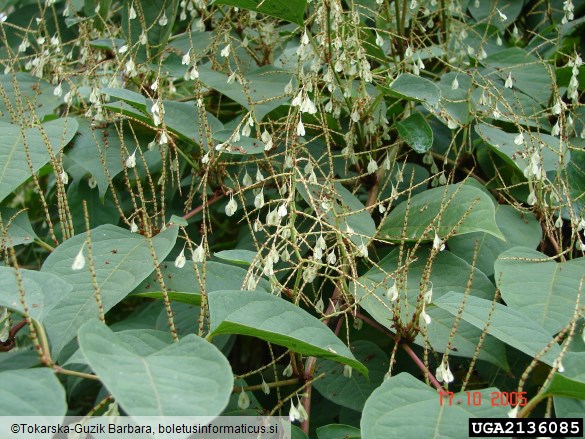 sahalinski dresnik (<i>Fallopia sachalinensis</i>)