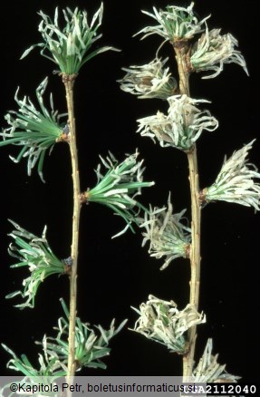 molj macesnovih iglic (<i>Coleophora laricella</i>) na <i>Larix decidua</i>