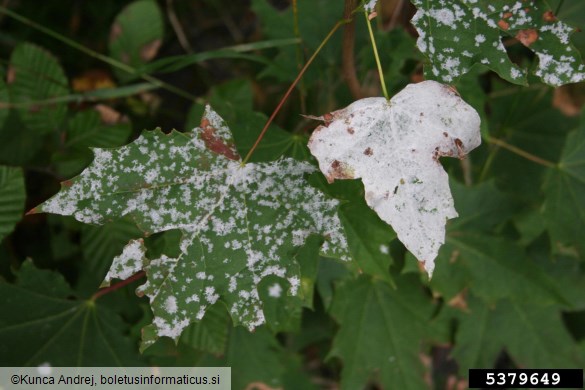 javorjeva pepelovka (<i>Sawadaea tulasnei</i>) na <i>Acer platanoides</i>