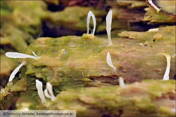 Multiclavula mucida