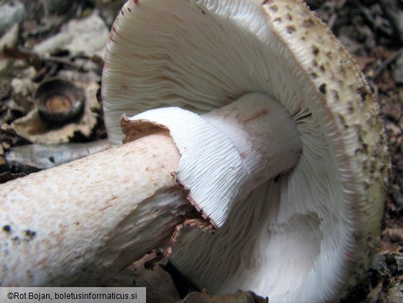 Amanita rubescens