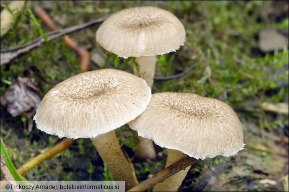 Lentinus tigrinus