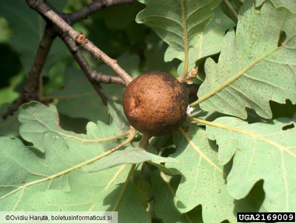 <i>Andricus kollari</i> na <i>Quercus</i> spp.