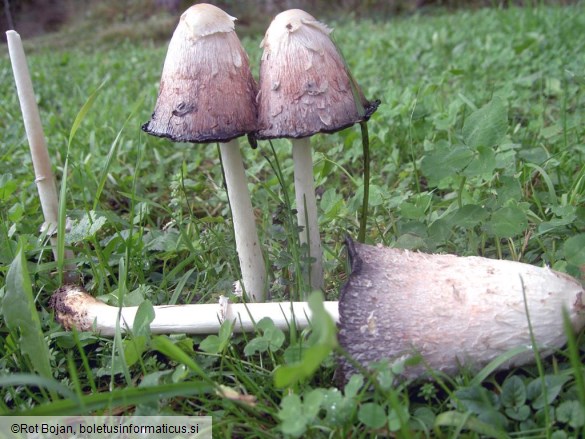 Coprinus comatus