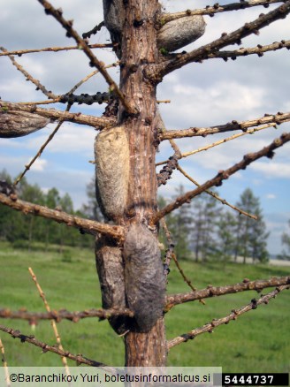 sibirska svilena kokljica