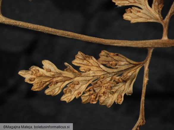 Uredo polypodii