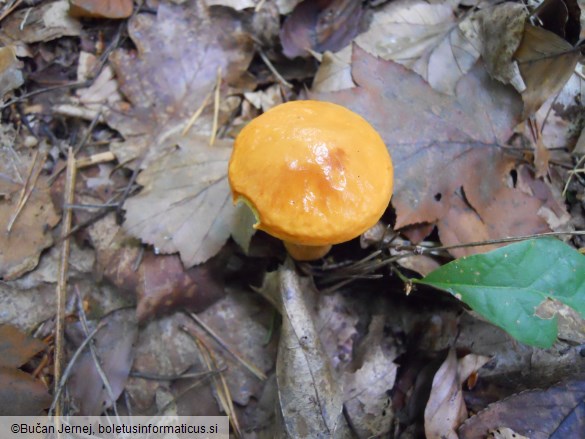 Suillus grevillei