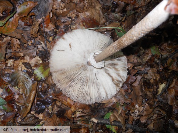 Macrolepiota procera