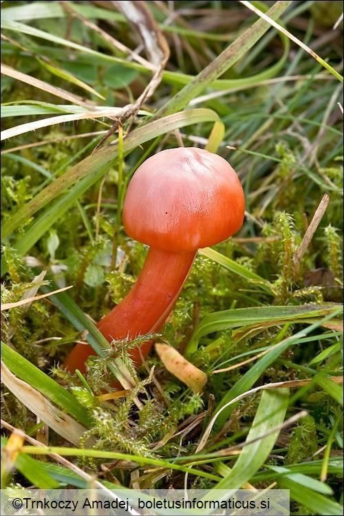 Hygrocybe splendidissima