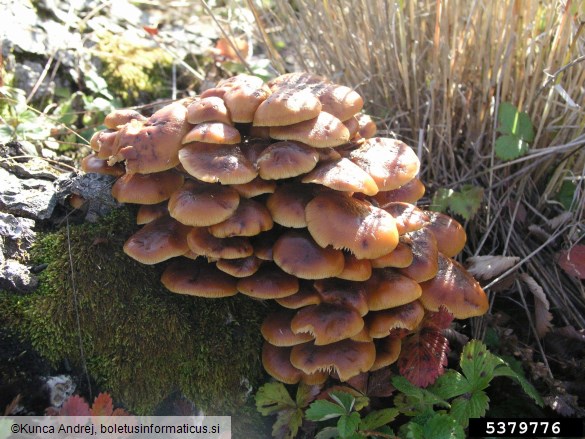 zimska panjevka (<i>Flammulina velutipes</i>) na <i>Ulmus</i> spp.