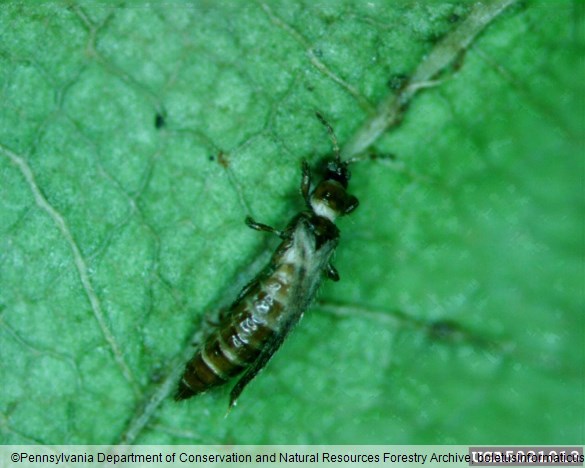 <i>Taeniothrips inconsequens</i>