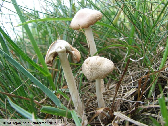 Marasmius oreades